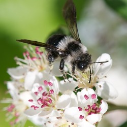 Wilde Bienen - dicke Brummer: Wildbienen & Hummeln am Haus und im Garten