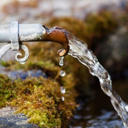 Online - Das richtige Wassermanagement im Garten