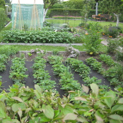 Gemüse- und Obstanbau im Garten - eine Lust, eine Last?