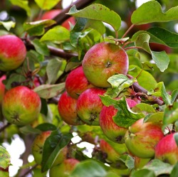 Baumschnitt - Apfel