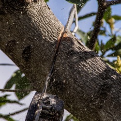 Naturgemäßer Obstbaumschnitt