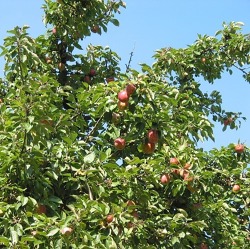 Kulturführung an Obstgehölzen - Obstbaumschnitt