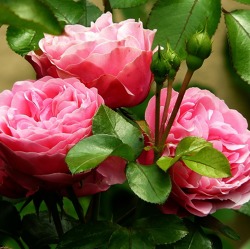 Online - Rosen - Königin der Blumen