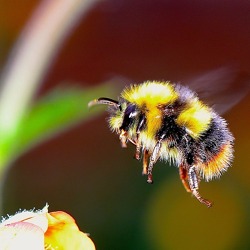 Bienenfreundlicher Garten - wie geht das?