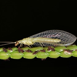 Naturnahes Gärntnern - Insekten im Garten