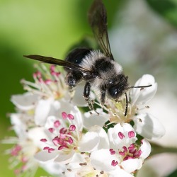 Die Welt der Wildbienen - Bedrohte Bestäuber