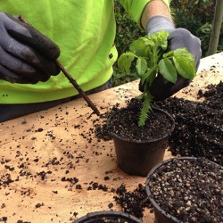 Anzucht und Vermehrung von Pflanzen