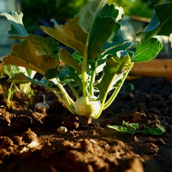 Unsere Bezirksgartenfachberaterin empfiehlt: