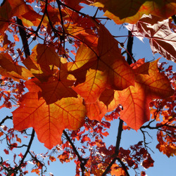 45. Rosenthaler Herbst 2018 - Erntedankfest